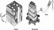 Fig. 5. Microstructure of wood. Notice the different structures at different length scales that gives wood its inherent strength (6).