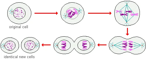 drawings of the 6 phases of mitosis