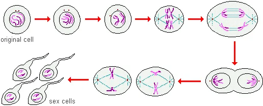 drawings of the 8 phases of spermatogenesis