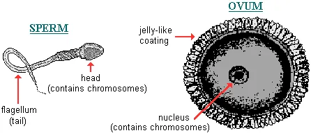 drawings of human sperm and ovum cells (not to scale)