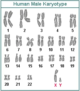 drawings a normal human male karyotype with the homologous chromosome pairs numbered