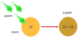 drawing of sperm and ovum combining their chromosomes in a new zygote