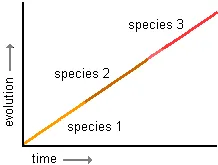 graph of phyletic gradualism--a progressive straight line of change over time