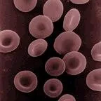 microscopic photo of human erythrocytes