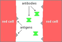 drawing of two adjacent red blood cells with antigens on their surfaces and antibodies in the plasma searching for the antigens of alien type blood