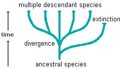 diagram illustrating the adaptive radiation of descendent species from a common ancestor