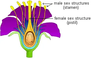 drawing of a flower cross-section showing both male and female sexual structures