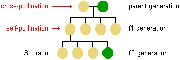 diagram showing the result of cross-pollination in the first 2 offspring generations--in generation f1 all are yellow peas but in generation f2 the ratio of yellow to green peas is 3 to 1