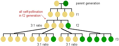 diagram showing the result of cross-pollination in the 3rd offspring generation--the offspring of the 2nd generation green peas are all green, the offspring of one third of the 2nd generation yellow peas are all yellow, the offspring of the other 2nd generation yellow peas are green or yellow in a 3 to 1 ratio