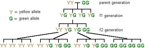 diagram of genotypes of pea plants in 3 generations after cross-pollination