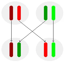 illustration of the segregation of alleles in the production of sex cells