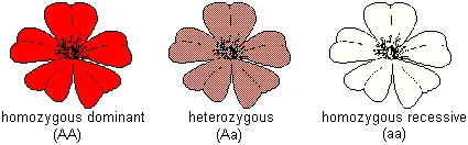 drawings of red, pink, and white primrose flowers illustrating the effects of genotypes on phenotypes: red is homozygous dominant, pink is heterozygous, and white is homozygous recessive for the gene that controls color in primroses