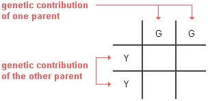 Punnett square with the genotype of one parent on the top with one letter in each square and the genotype of the other parent on the left side with one letter in each square