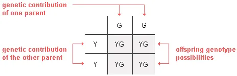 same as the previous Punnett square but with the expected genotype frequencies of offspring are indicated in the 4 empty squares on the lower right