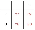 Punnett square with both parents heterozygous (YG) showing that the offspring probablities are 25% YY, 50% YG, and 25% GG