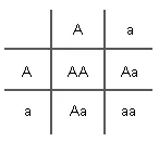 Punnett square with both parents heterozygous (Aa)