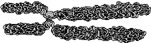 drawing of a doubled human chromosome