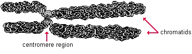 drawing of a doubled chromosome with chromatids and centromere highlighted