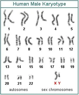 https://www2.palomar.edu/anthro/biobasis/images/male_karyotype--human.webp