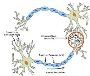 Structure of Neuron