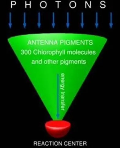 Title: 01-photosynthetic reaction-receive sunlight as photons-transfer energy to a network of pigment protein complexes - Description: 01-photosynthetic reaction-receive sunlight as photons-transfer energy to a network of pigment protein complexes