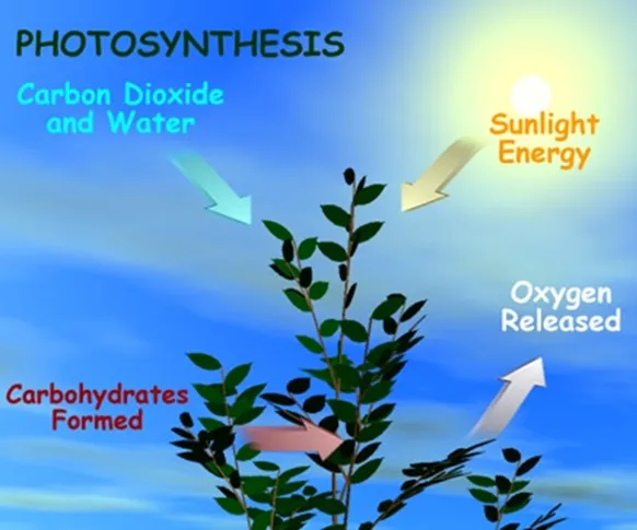 Title: 01-Photosynthesis-basics-operation-oxygen release-hydrogen splits - Description: 01-Photosynthesis-basics-operation-oxygen release-hydrogen splits