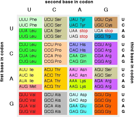 https://chem.libretexts.org/@api/deki/files/18314/rnacode.webp?revision=1&size=bestfit&width=453&height=397