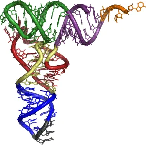 https://chem.libretexts.org/@api/deki/files/18316/trna1.webp?revision=1&size=bestfit&width=301&height=300