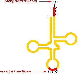 https://chem.libretexts.org/@api/deki/files/18317/trna2.webp?revision=1&size=bestfit&width=321&height=306