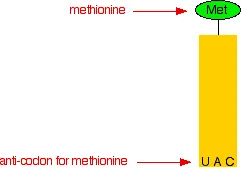 https://chem.libretexts.org/@api/deki/files/18320/trna3.webp?revision=1&size=bestfit&width=241&height=169