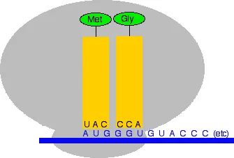 https://chem.libretexts.org/@api/deki/files/18326/translate3.webp?revision=1&size=bestfit&width=335&height=227