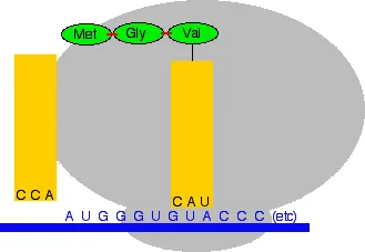 https://chem.libretexts.org/@api/deki/files/18330/translate5a.webp?revision=1&size=bestfit&width=329&height=227