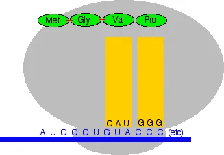 https://chem.libretexts.org/@api/deki/files/18331/translate6.webp?revision=1&size=bestfit&width=327&height=227