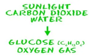 Building Glucose