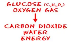 Using glucose to create energy