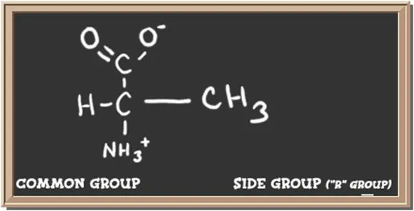 Structure of the amino acid alanine