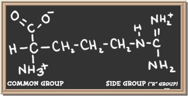 Structure of the amino acid arginine