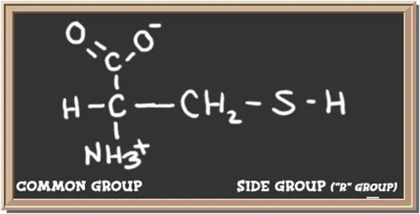 Structure of the amino acid cysteine