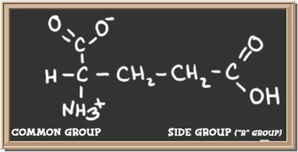 Structure of the amino acid glutamic acid