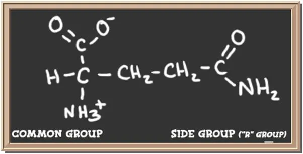 Structure of the amino acid glutamine