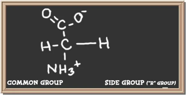 Structure of the amino acid glycine