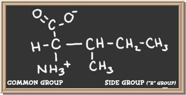 Structure of the amino acid isoleucine