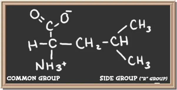 Structure of the amino acid leucine