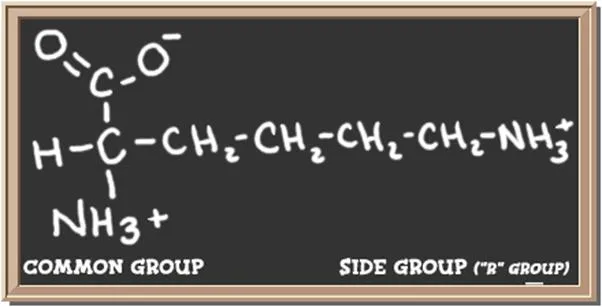 Structure of the amino acid lysine