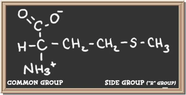 Structure of the amino acid methionine