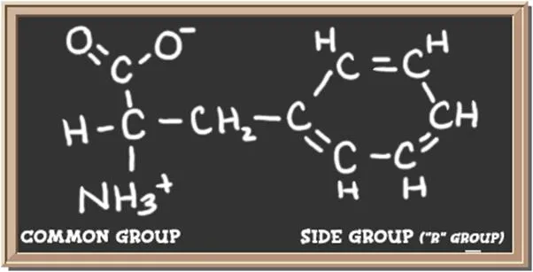 Structure of the amino acid phenylalanine