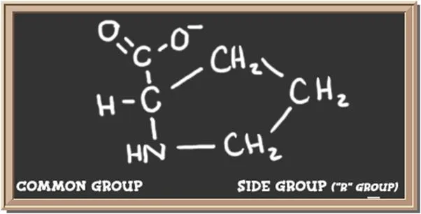 Structure of the amino acid proline