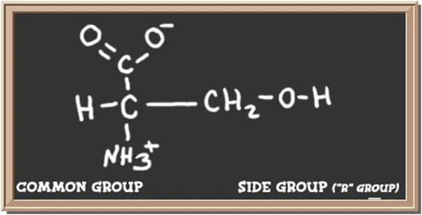 Structure of the amino acid serine