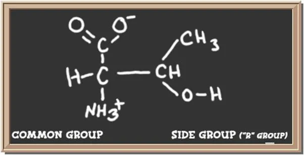 Structure of the amino acid threonine