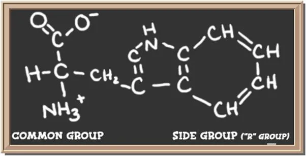 Structure of the amino acid tryptophan